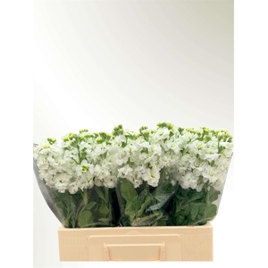 MATTH IMPALA WHITE