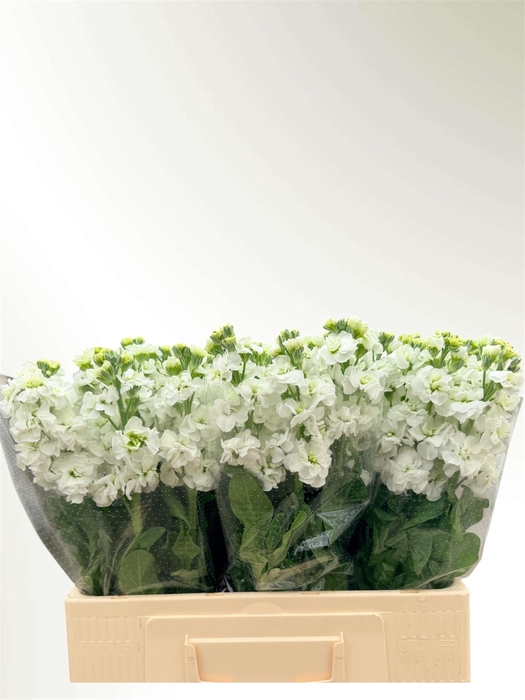 <h4>MATTH IMPALA WHITE</h4>