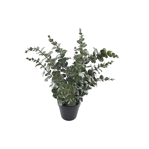 Eucalyptus Plant In Pot PP550027GRN