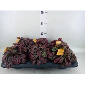 Peperomia