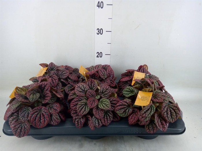 <h4>Peperomia</h4>