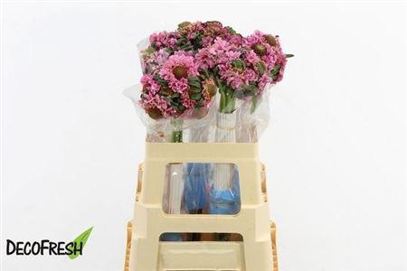 <h4>Scab Atropurpurea</h4>