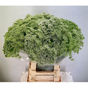 Ammi Visnaga