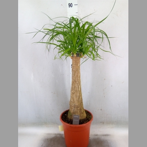 Beaucarnea recurvata