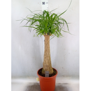Beaucarnea recurvata
