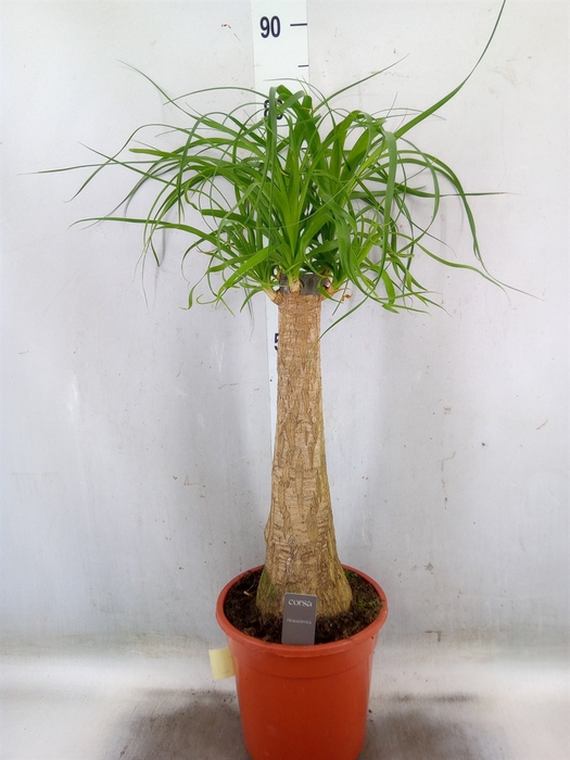 <h4>Beaucarnea recurvata</h4>