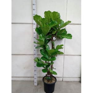 Ficus lyrata