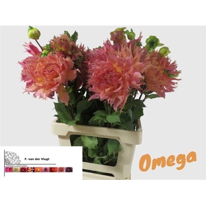 Dahlia Omega