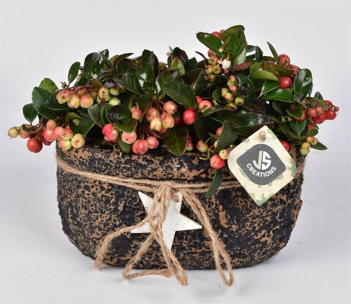 <h4>Cement ovaal met ster 21x12cm</h4>