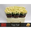 R Gr Top Fair! X10