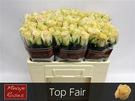 R Gr Top Fair! X10