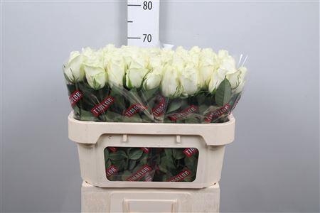 <h4>R Gr Albatros</h4>