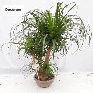 Beaucarnea vertakt op nummer 53