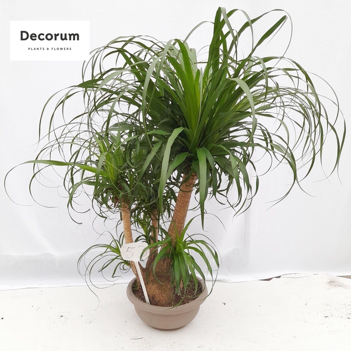 <h4>Beaucarnea vertakt op nummer 53</h4>