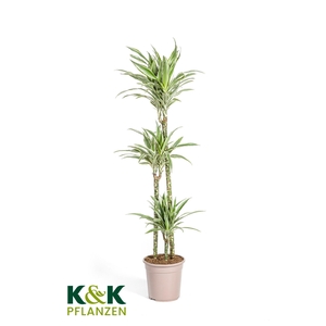 Dracaena deremensis White Stripe / Warnecki T24
