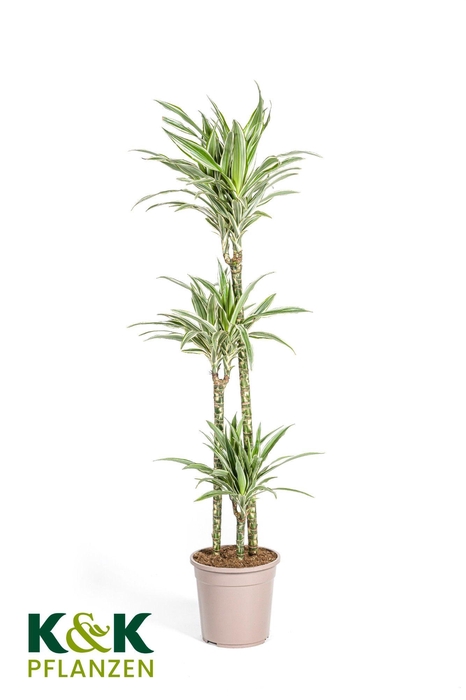 <h4>Dracaena deremensis White Stripe / Warnecki T24</h4>