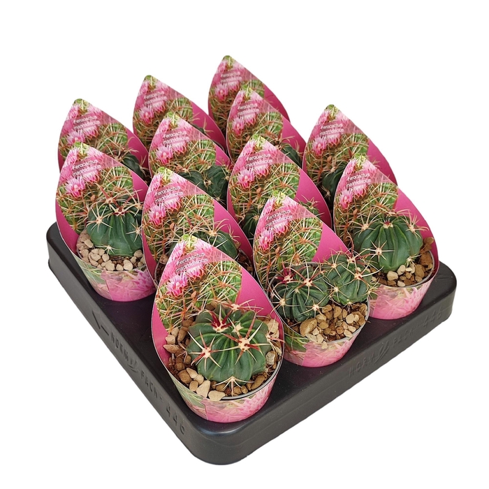 <h4>FEROCACTUS LATISPINU</h4>