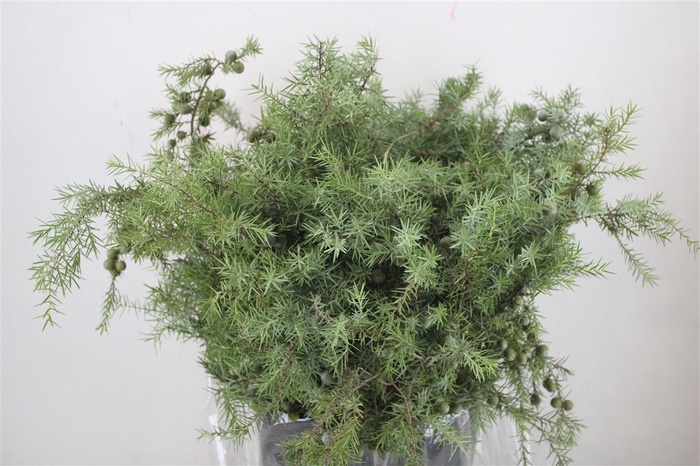 <h4>Jenever Berry P Bunch</h4>