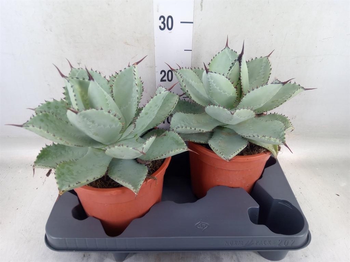 <h4>Agave   ...</h4>