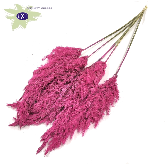 <h4>Pampas Grass 100cm 5st/bunch Frosted Cerise</h4>