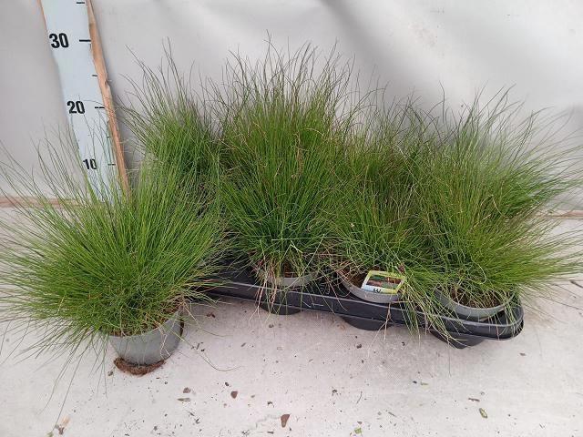 <h4>FEST AMETHYSTINA</h4>