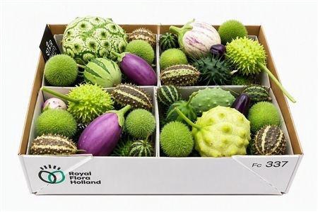 <h4>CUCUMIS HIRSUTUS</h4>