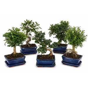 BONSAI GEM