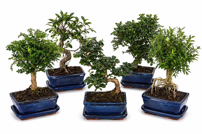 <h4>BONSAI GEM</h4>