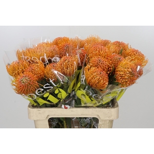 Nutans Ayoba Peach