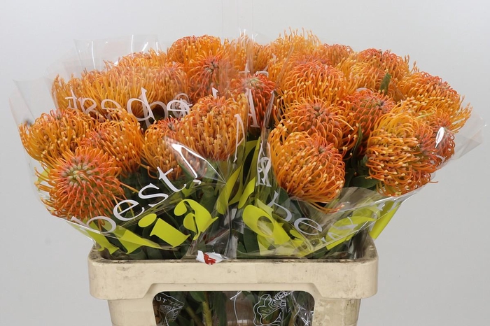 <h4>Nutans Ayoba Peach</h4>
