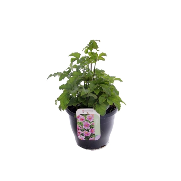 <h4>Anemone hup. Splendens</h4>