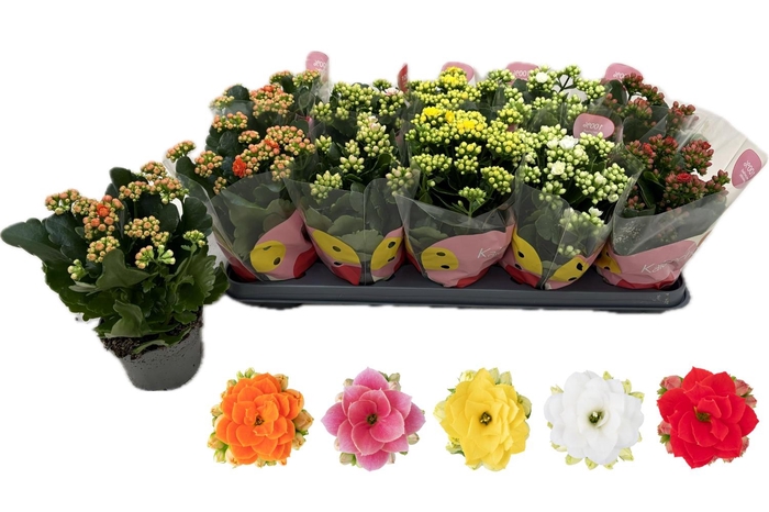 <h4>KAL GE RF GEM 5 KL</h4>