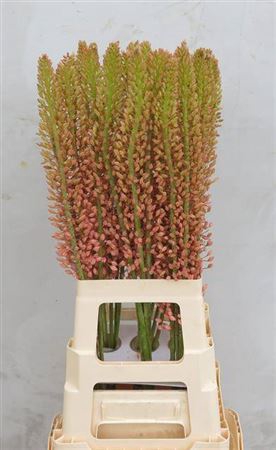 <h4>Eremurus Oase</h4>