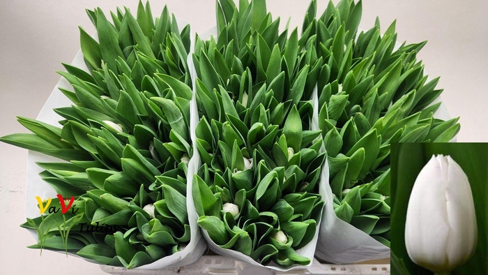 <h4>TU EN ROYAL VIRGIN</h4>