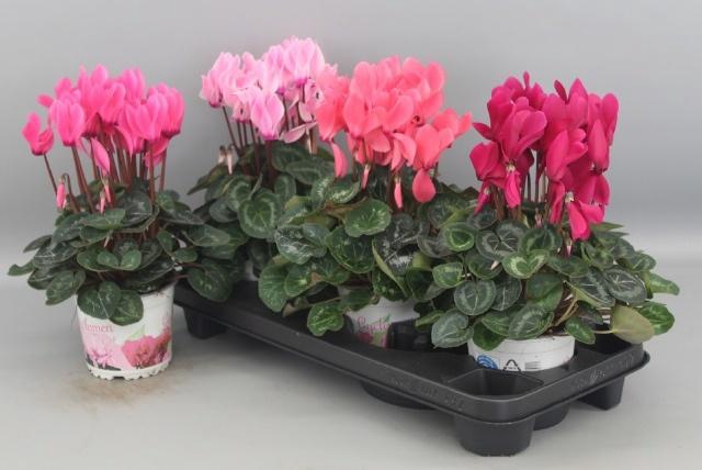 <h4>CYCL GR SUP XL</h4>