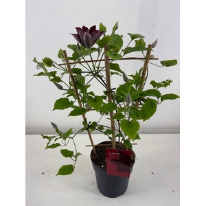 Nolina Clematis | Boulevard Red