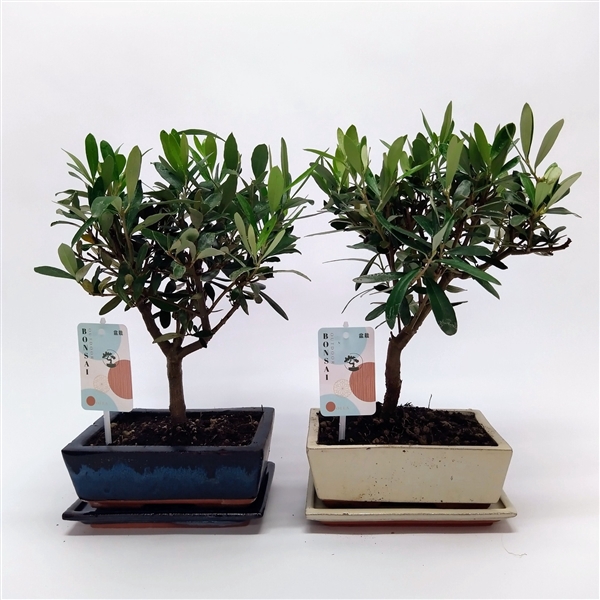 <h4>Olea Bonsai Traditional 20 cm</h4>