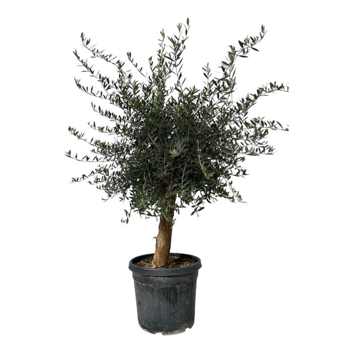 <h4>Olea Europaea Stam</h4>