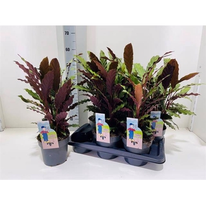 Calathea Rufibarba 17Ø 60cm