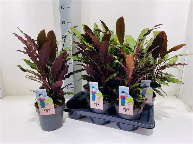Calathea Rufibarba 17Ø 60cm