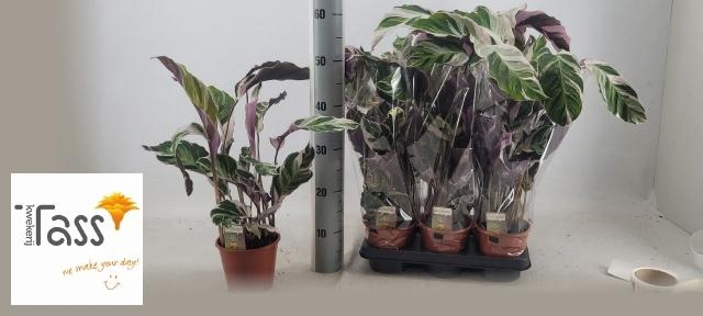 <h4>CALAT FUSION WHITE</h4>