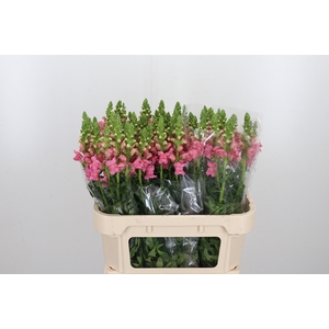 Antirrhinum Po Pink