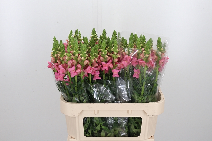 <h4>Antirrhinum Po Pink</h4>