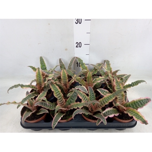 Cryptanthus bivittatus