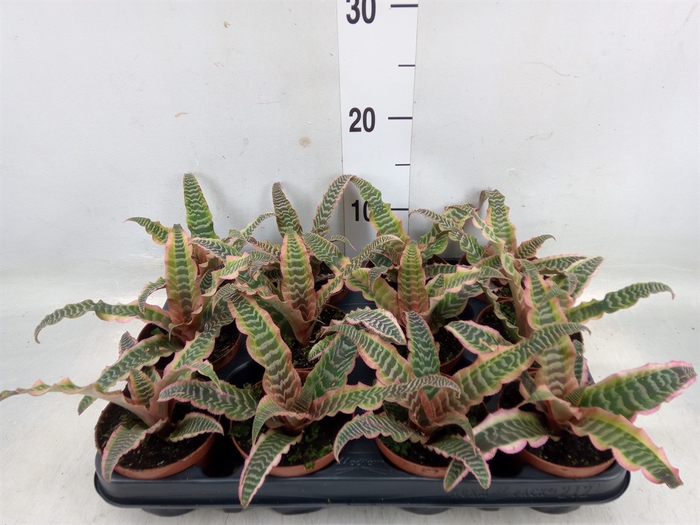 <h4>Cryptanthus bivittatus</h4>