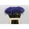 Agapanthus Suzan