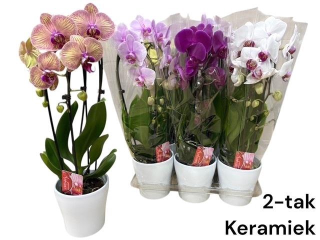 <h4>ARR PHALA MT 14+</h4>