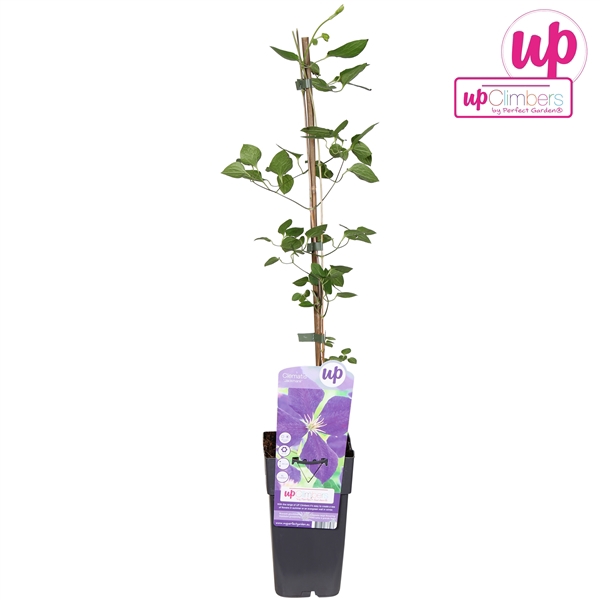 <h4>Clematis Jackmanii P15</h4>