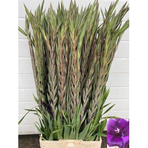 GLAD GR PURPLE FLORA