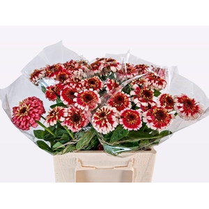 ZINNIA ELEGANS